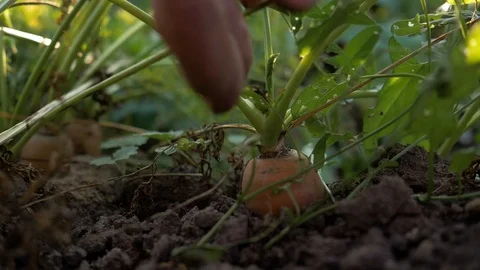 Man pulls carrots out of the ground. Slow motion. Stock Footage 94553384
