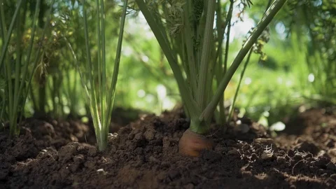 Man pulls carrots out of the ground. Slow motion Stock Footage 114394905