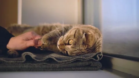 A man pulls a cat lying on the windowsill by the paw Stock Footage 143471792