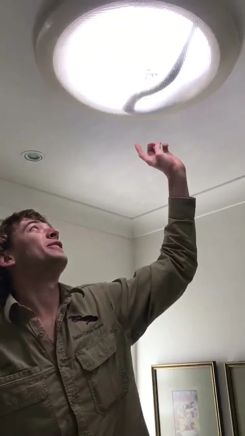 Man Pulls Five Foot Snake From Bathroom Skylight, Noosaville, Queensland, Austra Stock Footage 205283174