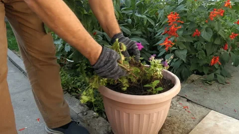 Man pulls flowerpot plants that have blossomed out of the ground. Stock Footage 161081757
