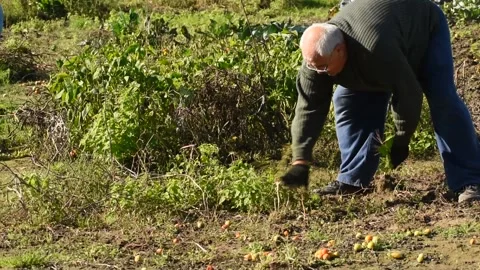 A man pulls green weeds out of the soil with his hands. Stock Footage 219540087
