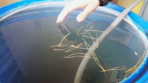 Man pulls out needles from a barrel of water Video stock 80373643