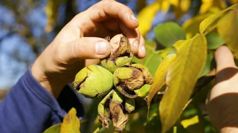 A man pulls out a walnut seed from the cracked peel. Medium shot, real time, nat Stock Footage 97293062