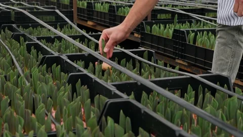 Man pulls tulip bulbs out of box, inspects them, and puts them back Stock Footage 238628540