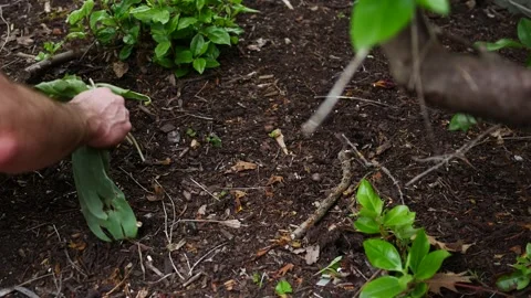 Man Pulls Weeds Near His Home Garden Video stock 334979822