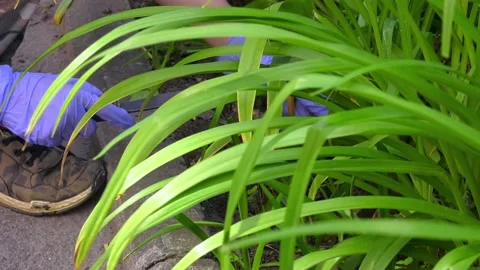 The man pulls weeds out of the garden, cuts the grass Stock Footage 133178098
