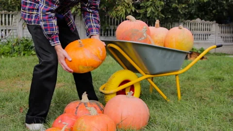 Man with pumpkins Stock Footage 113906003