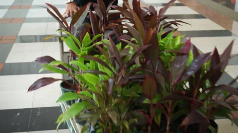 A man pushes a cart filled with small plants Video stock 34461955