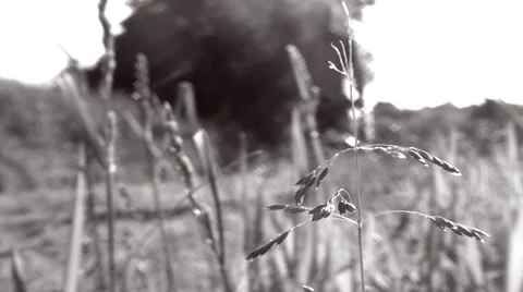 Man pushing a lawn mower, close up on grass in foreground - B&amp;W - short cut Stock Footage 50377403