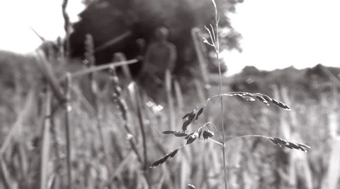 Man pushing a lawn mower, close up on grass in foreground - B&amp;W - Full HD Stock Footage 50377420