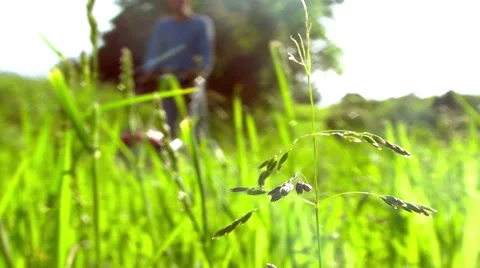Man pushing a lawn mower, close up on grass in foreground - Full HD Stock Footage 50377438