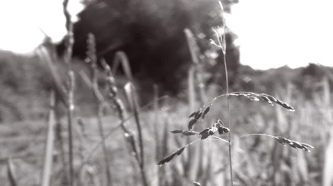 Man pushing a lawn mower in slow motion, close up on grass in foreground - B&amp;W Stock Footage 50377448