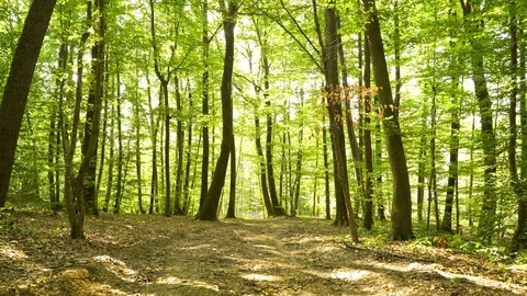 A man pushing touring bicycle through the forest. Video stock 117967873