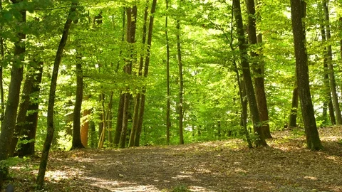 A man pushing touring bicycle through the forest. Video stock 117970219