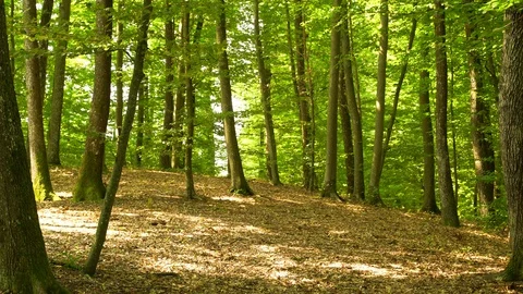 A man pushing touring bicycle through the forest and drinking water. Stock Footage 117970424