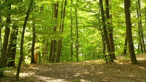 A man pushing touring bicycle through the forest. Stock Footage 117971390