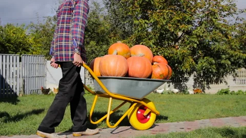 A man  Pushing Wheelbarrow Pumpkins Stock-Footage 115426283