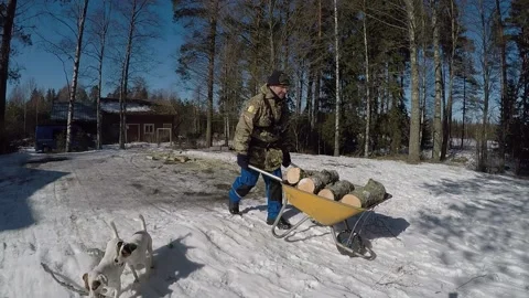 Man pushing wood with wheelbarrow, while two terrier dogs are 'helping' him... Stock Footage 145578427