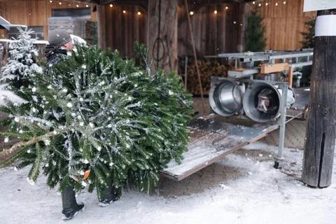Man put Christmas tree on table for packing Stock Photos
