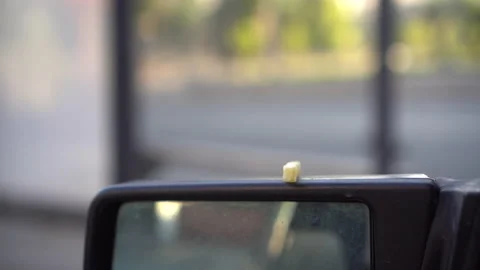 A man put fried potatoes on a car mirror. Sparrow took the potatoes. Stock Footage 133582137