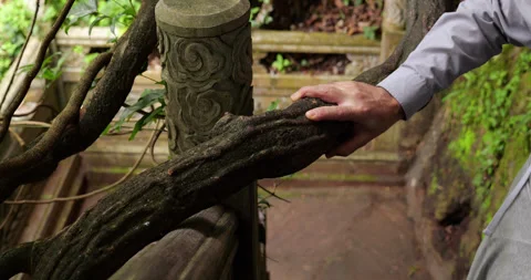 Man put hand on gnarled branch, walk up on old staircase in Xishan Forest Park Видео 329460790