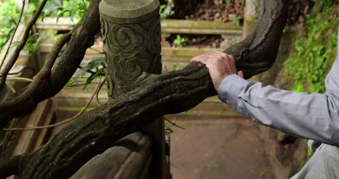 Man put hand on large branch when walking down stone stairs in Western Hills Stock Footage 329460785