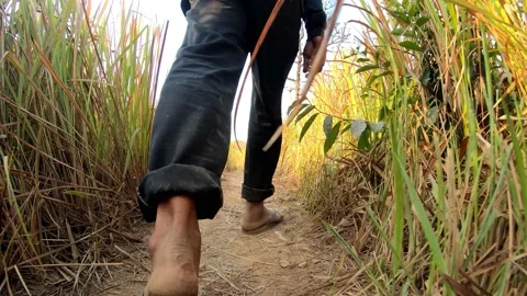 Man Put on slippers hiking walking follow trail path on pine tree forest in the  Stock Footage 154572980