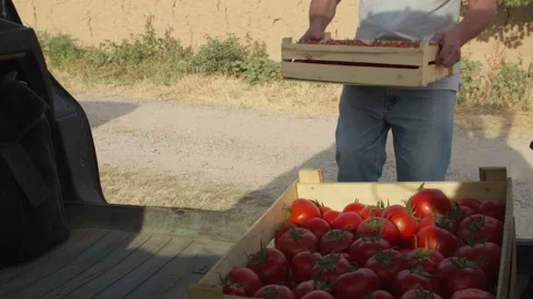A man puts boxes of tomatoes in the trunk of a car Stock Footage 221405244