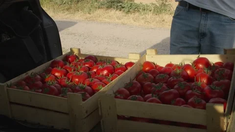 A man puts boxes of tomatoes in the trunk of a car Stock Footage 227485624