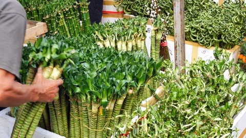 Man Puts A Bunch Of Young Bamboo Plants In The Stall Box On The Market, Singa Stock Footage 100717497