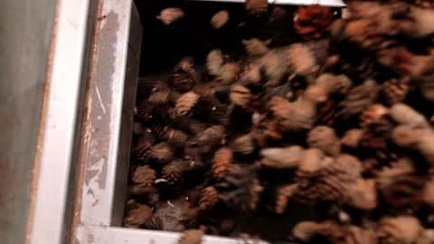 The man puts the cone in a special device for extracting seeds Stock Footage 177950501