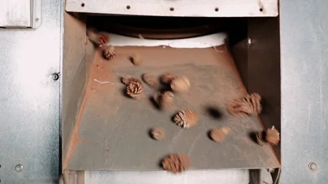 The man puts the cone in a special device for extracting seeds Stock Footage 177950721