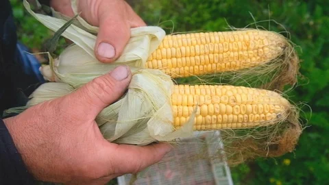 A man puts a corn crop in a box Vidéo 125615360