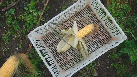 A man puts a corn crop in a box 库存影片 125615498
