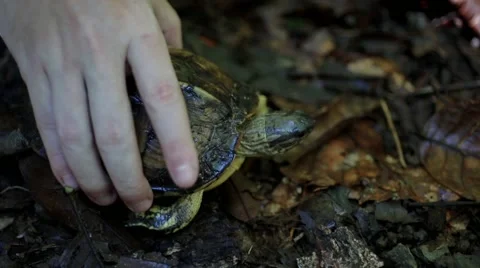 Man puts down turtle in forest Stock Footage 41870091
