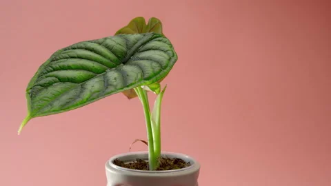 The man puts the flower on the table. An incredible leaf with veins of Alocasia Stock Footage 200196708