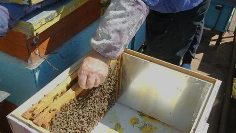 A man puts a frame full of bees in a hive Vídeos de archivo 142011105