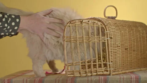 Man puts a ginger cat in an old straw carrier on a yellow background Stock Footage 251564199