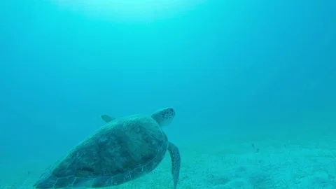 Man puts hand on Turtle underwater in virgin islands Stock Footage 69802861