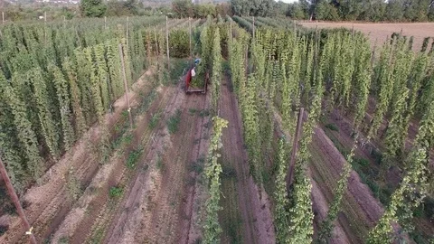 The man puts the hops on the tractor, aerial view Stock Footage 85290742