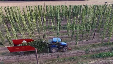 The man puts the hops on the tractor, aerial view Stock Footage 85290759