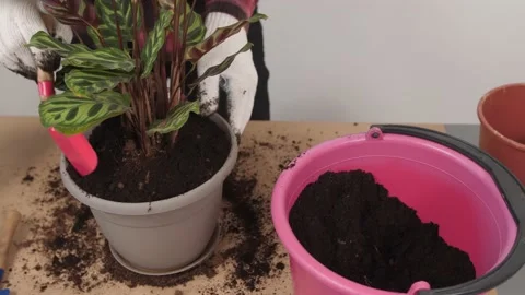 A man puts new soil in a flower pot. Stock Footage 201109766