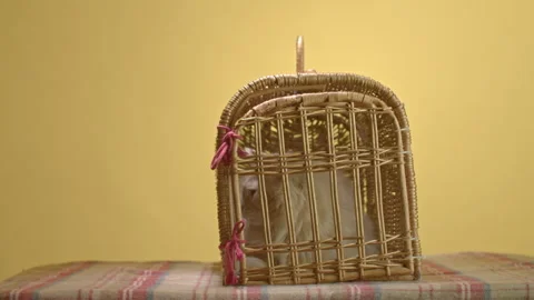A man puts an old classic straw carrier with a ginger cat on the table, Stock Footage 251563916