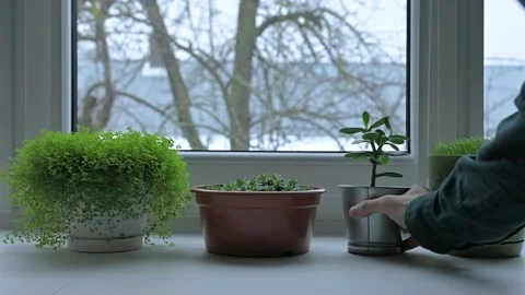Man puts plant on a windowsill Stock Footage 232992099
