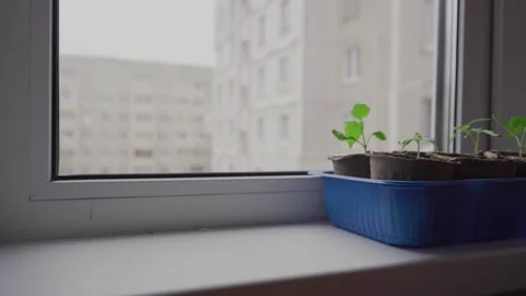 Man puts plants in blue containers on windowsill in room Stock Footage 240337386