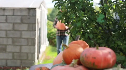 A man puts a pumpkin Stock Footage 139040520