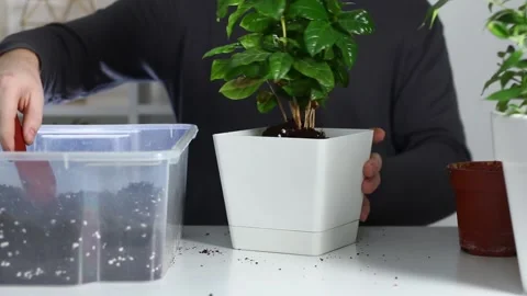 A man puts soil into new pot after replanting a plant from an old pot. Home Stock Footage 166678289