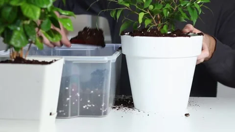 A man puts soil into new pot after replanting a plant from an old pot. Home Video stock 167240826