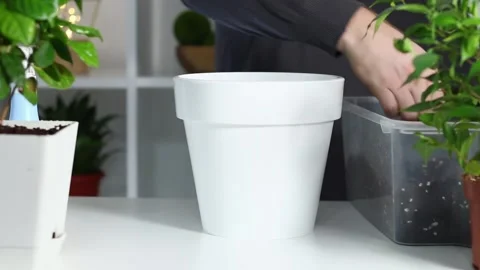 A man puts soil into new pot after replanting a plant from an old pot. Home Stock Footage 167240956